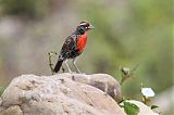 Peruvian Meadowlark